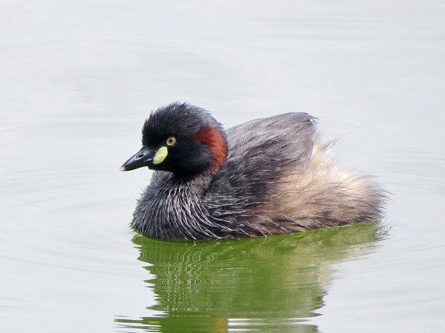 Australasian Grebe