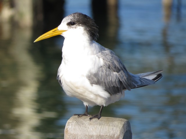 Crested Tern Bird Tours