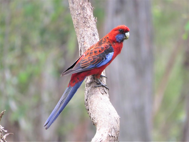 Crimson Rosella