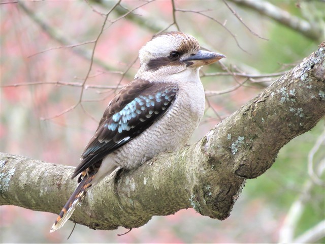 Laughing Kookaburra