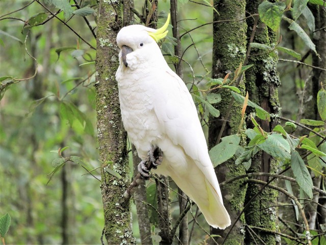 Sulphur Crested Cockatoo