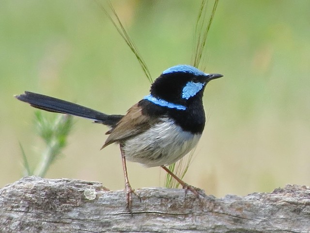 Superb Fairy-wren